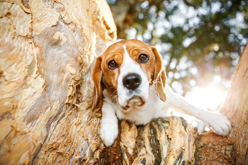 sad dog in tree