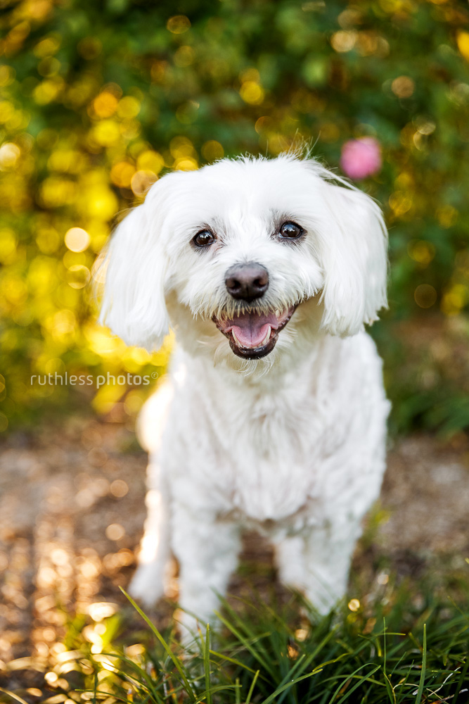 smiling maltese rescue dog