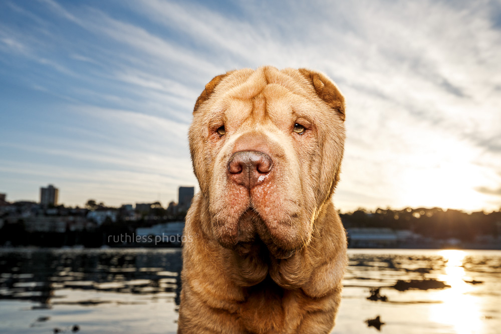 lilac shar pei in front of sunrise