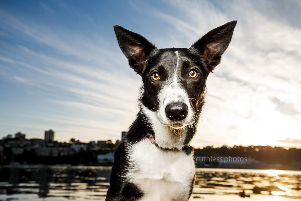 black and white dog with big ears at sunrise