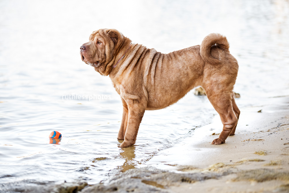 lilac shar pei standing on waters edge at beach