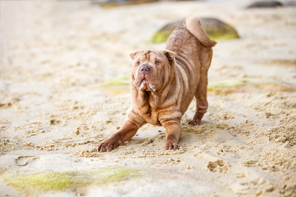 apricot shar pei in play bow