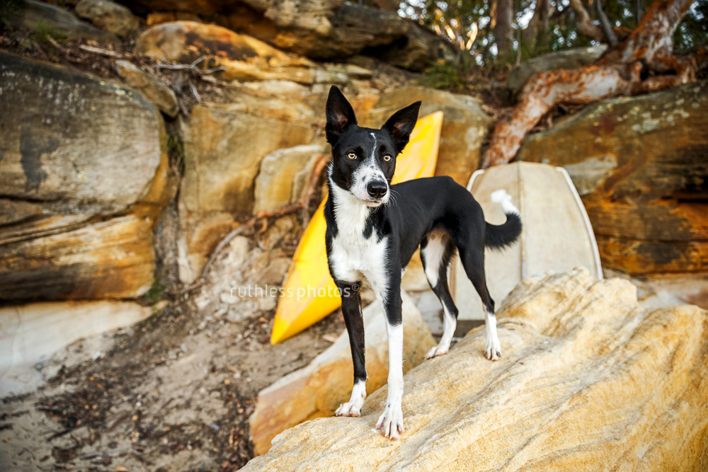 kelpie x border collie lean dog posing on rock