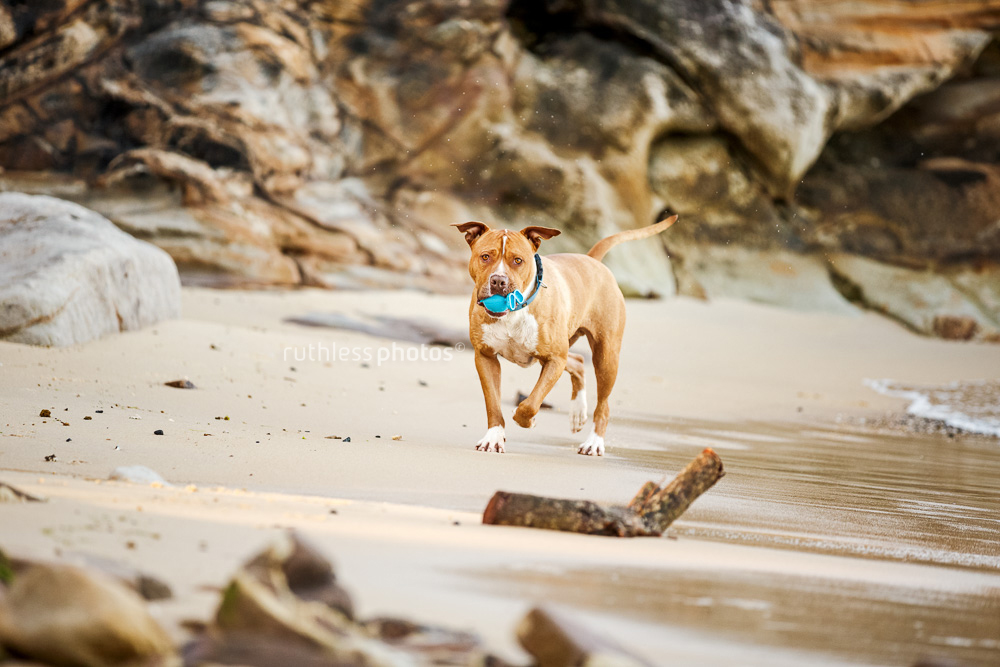 pitbull type dog running on beach with blue ball in mouth