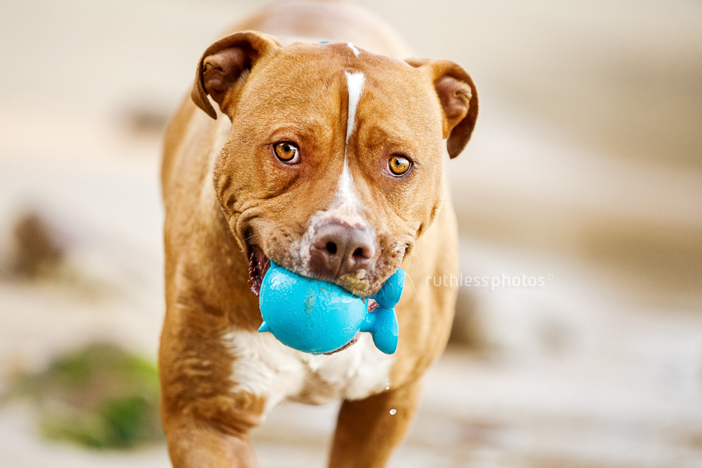 pitbull type dog with blue ball in mouth