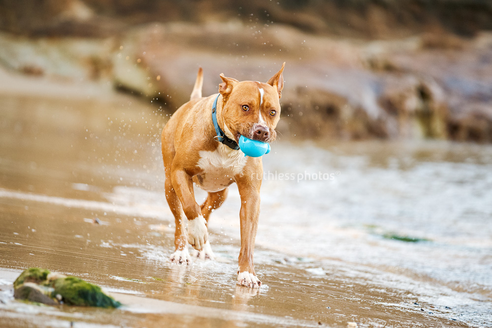 pitbull type dog running through water with blue ball in mouth