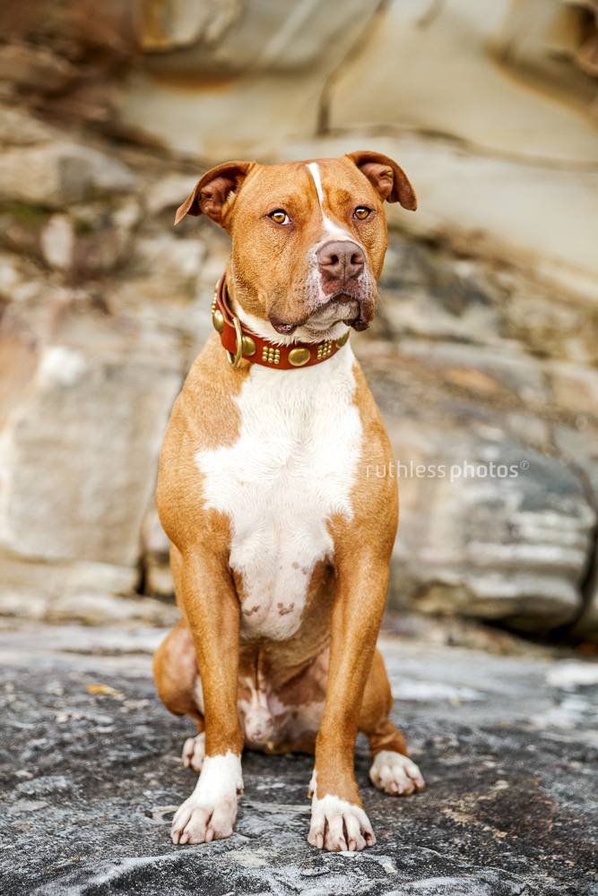 pitbull type dog sitting on rocks