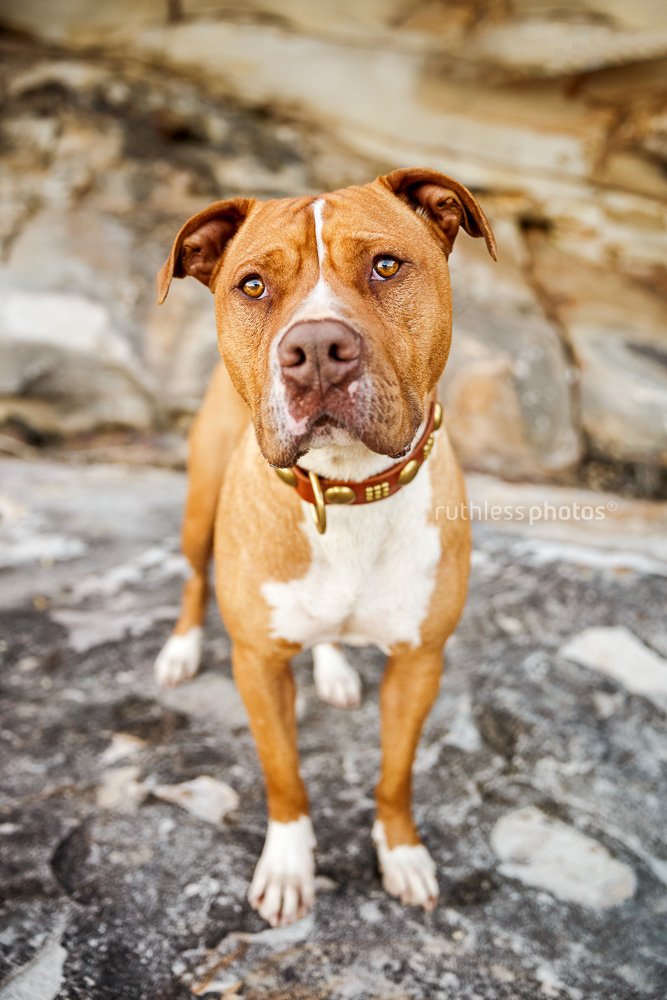 red nose pit bull type dog
