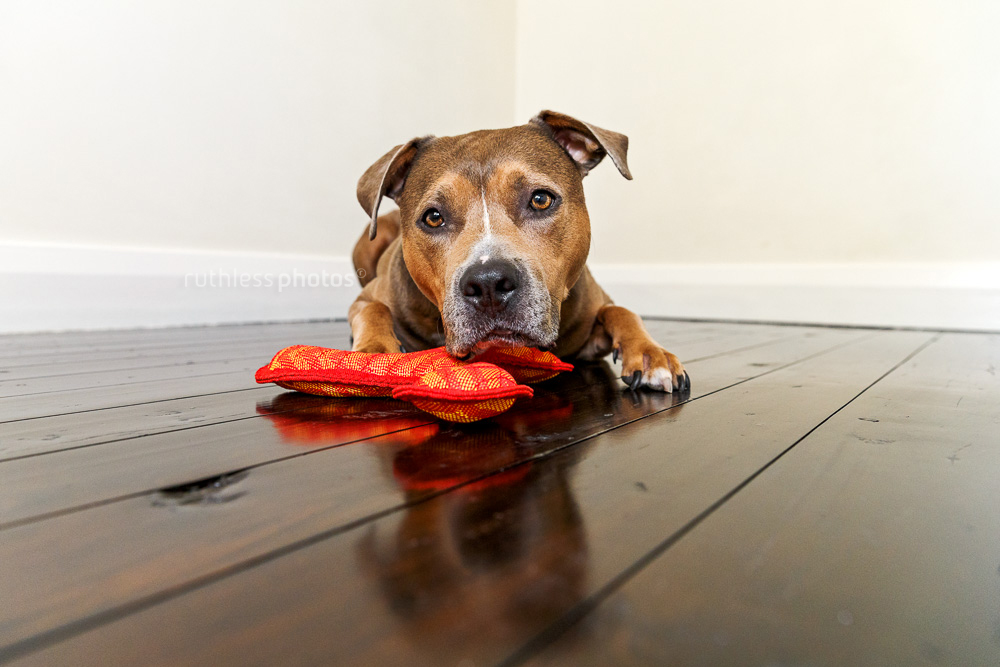sable american staffordshire terrier pit bull type dog lying on wooden floor with toy