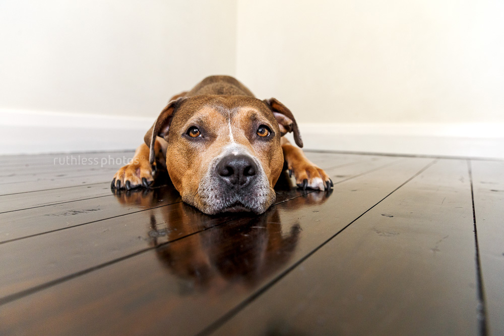 sable american staffordshire terrier pit bull type dog lying on wooden floor