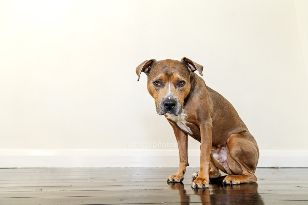 sable american staffordshire terrier pit bull type dog sitting on wooden floor looking miserable