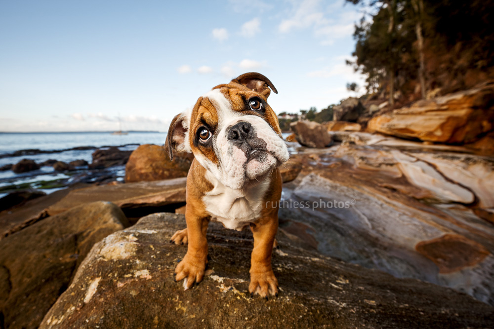 australian aussie bulldog puppy head tilt standing on rocks
