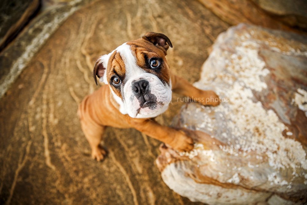 australian aussie bulldog puppy shot from above climbing on rock