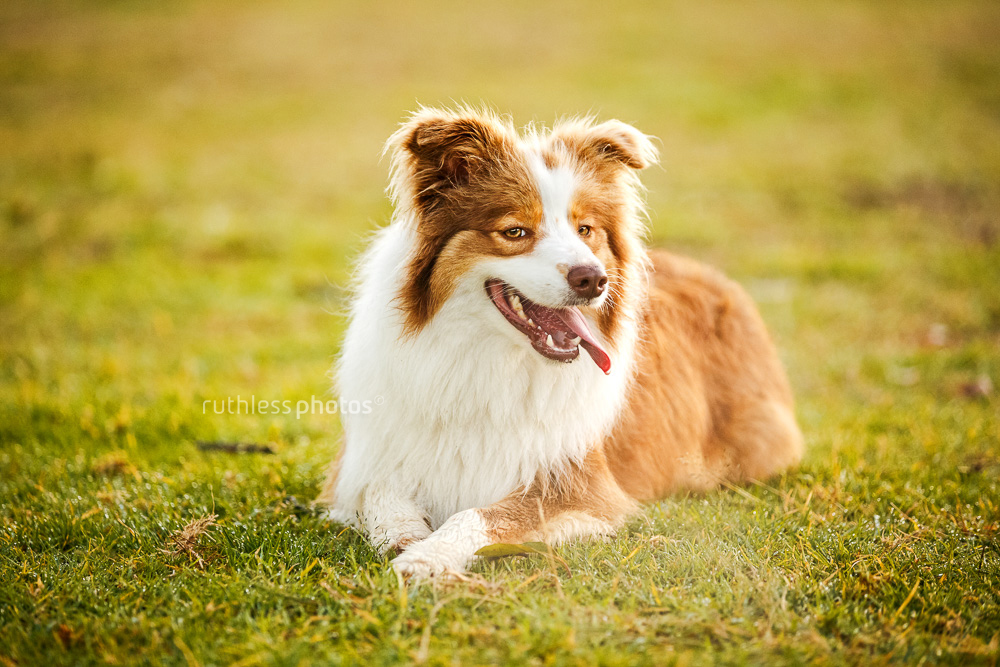 tri-colour border collie lying on dew covered grass with cold breath
