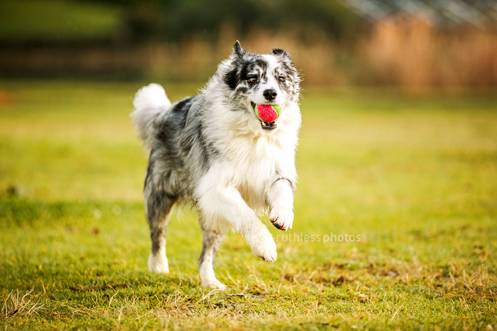 merle border collie running with pink tennis ball