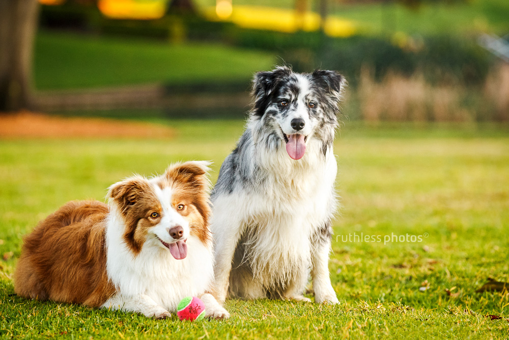 two border collies posing for camera