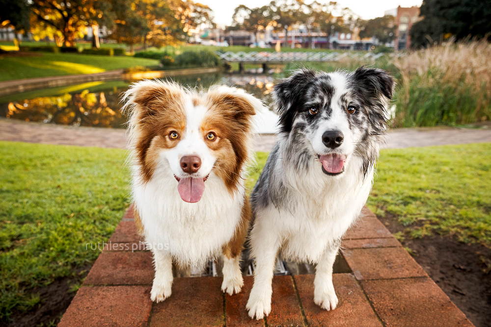 two smiling border collie smiling wide angle