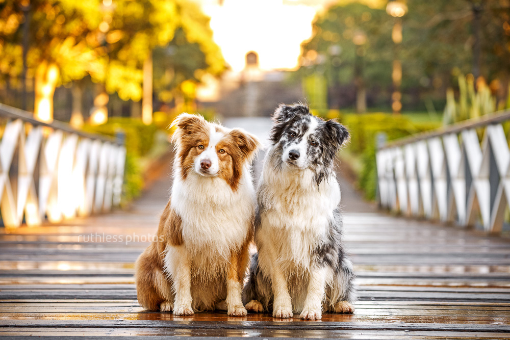 two smiling border collies standing on wet bridge with heads tilted at sydney uni