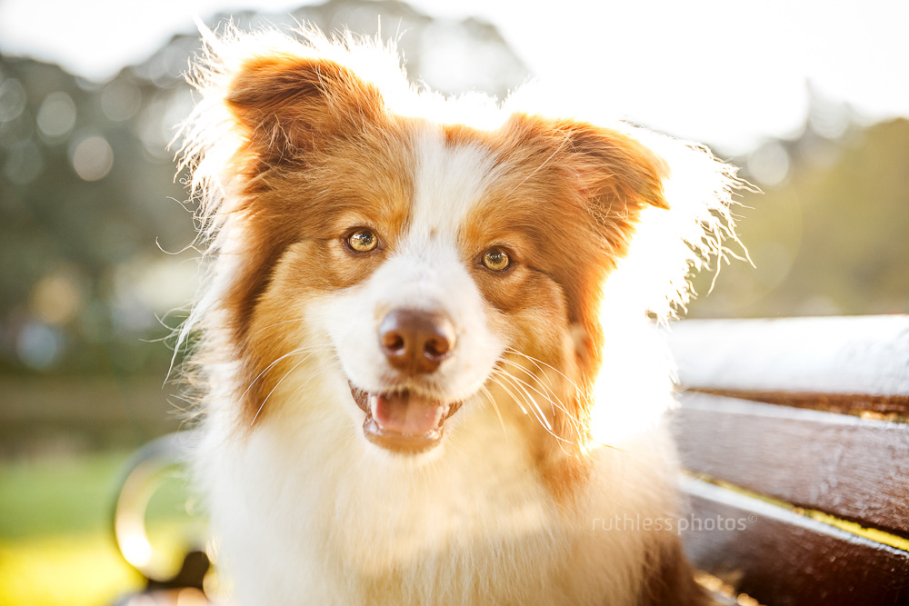 tri-colour border collie backlit smiling headshot with cold breath