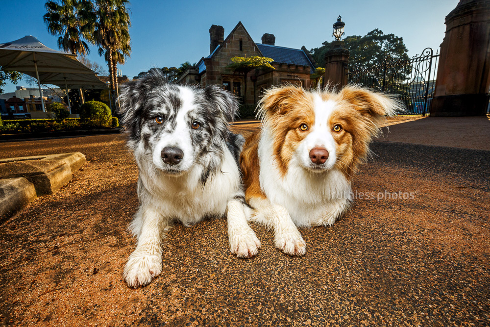 wide angle photo of two border collies at Victoria Park Sydney