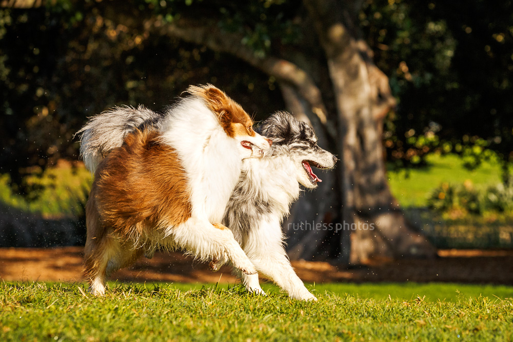 Two border collies playing at Victoria Park Sydney grabbing and biting fur