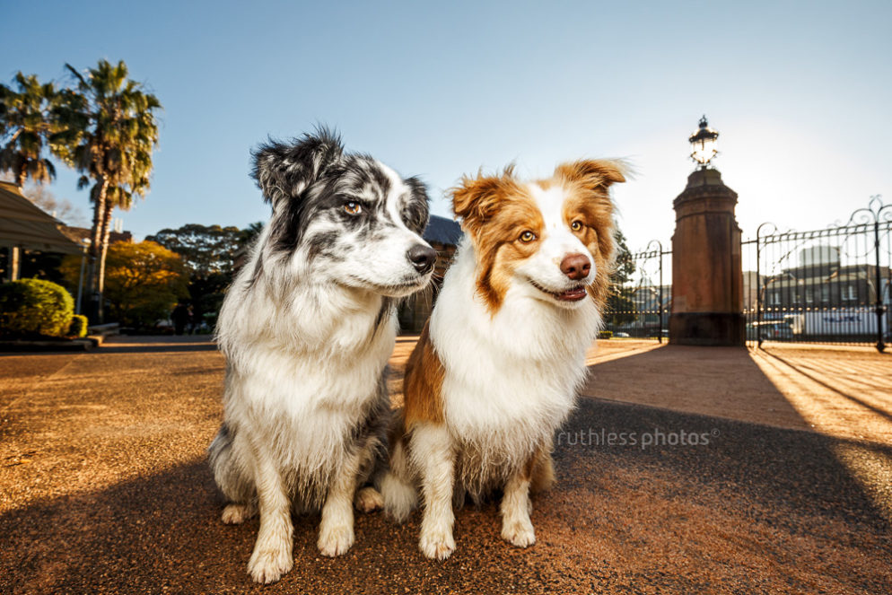 Keely and Gryffin | Sydney Dog Photographer