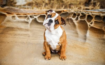 Gus the Aussie Bulldog Puppy | Sydney Dog Photographer