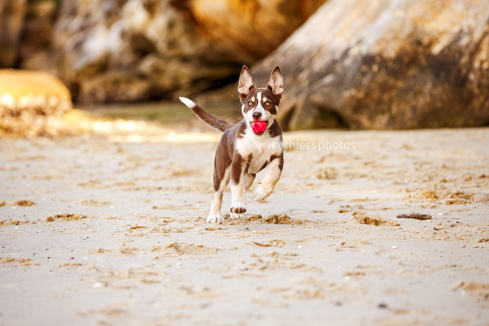 tri-colour Koolie puppy running with red ball on beach in Sydney
