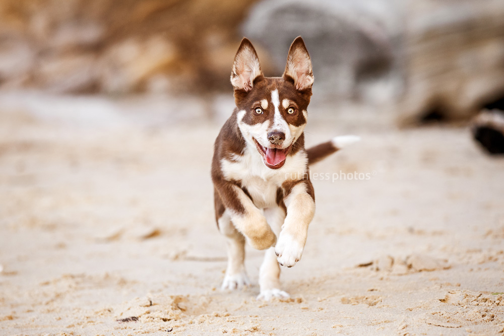 tri-colour Koolie puppy running on beach in Sydney