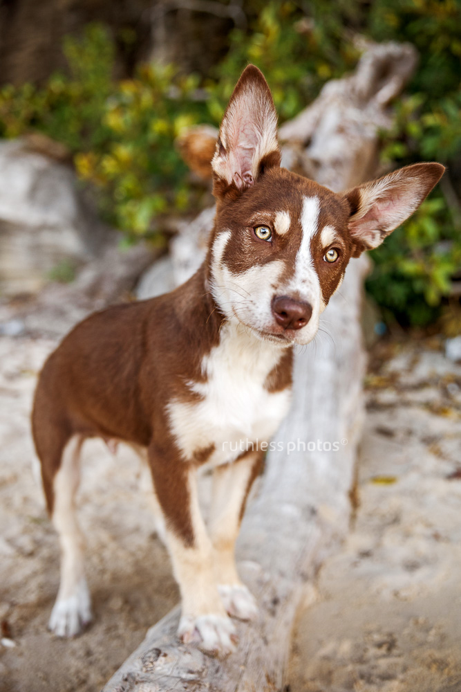 brown koolie puppy posing on log at beach