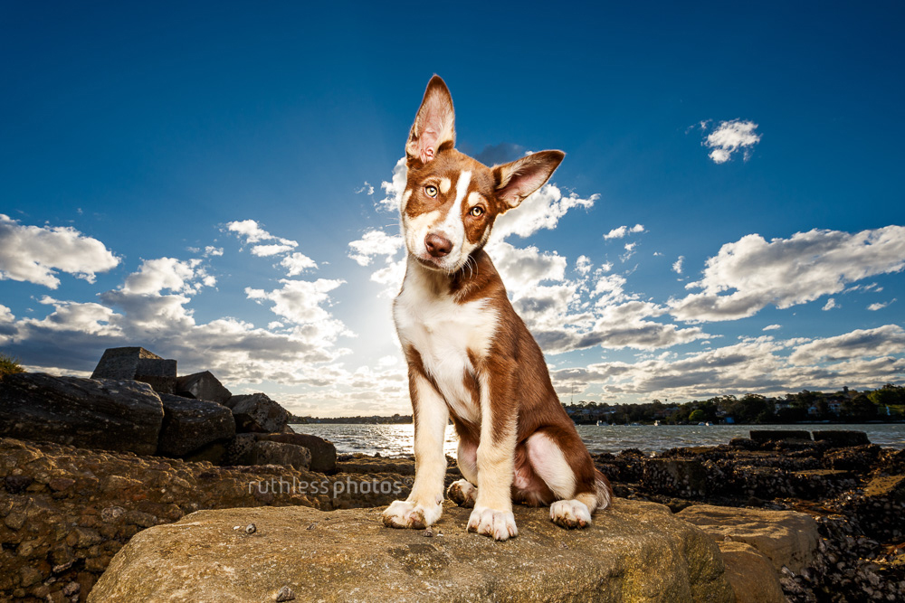 tri colour brown koolie puppy posing on rock at Sydney beach with dramatic sky