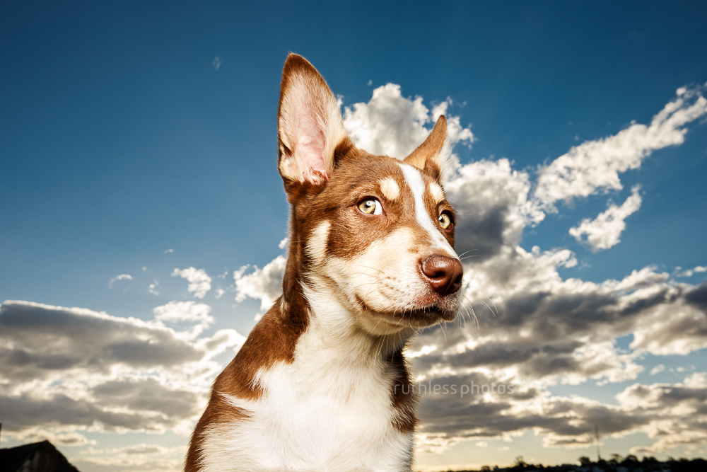 tri colour brown koolie puppy making silly face with dramatic sky using off camera flash for dogs