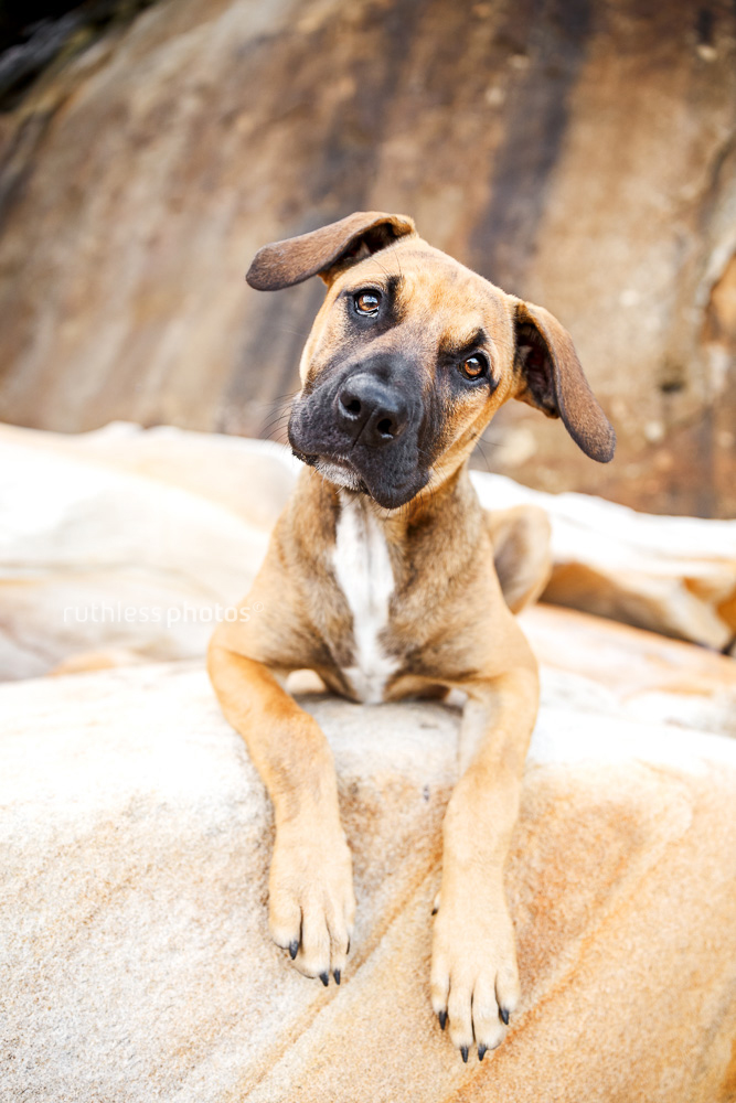mixed breed tan puppy with black mask lying on rocks with head tilt