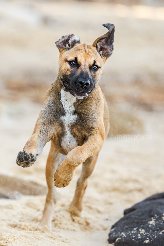 mixed breed tan puppy with black mask running at beach in Sydney