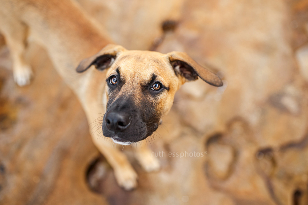 mixed breed tan puppy with black mask standing on rocks with head tilt and funny ears