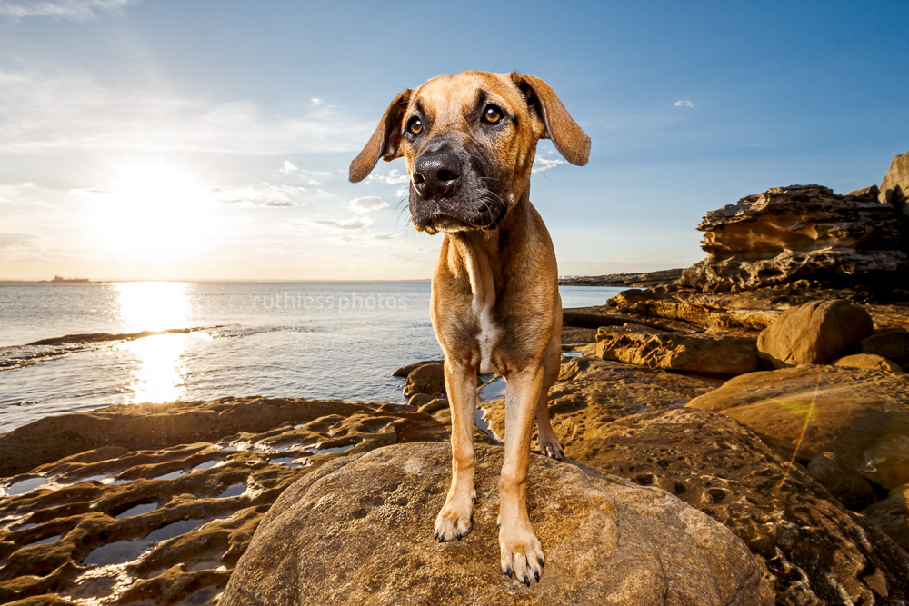 mixed breed tan puppy with black mask standing on rocks with sunset behind wide angle with OCF dog photography