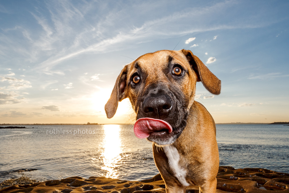 mixed breed tan puppy with black mask standing on rocks with sunset behind wide angle with OCF dog photography tongue out licking nose