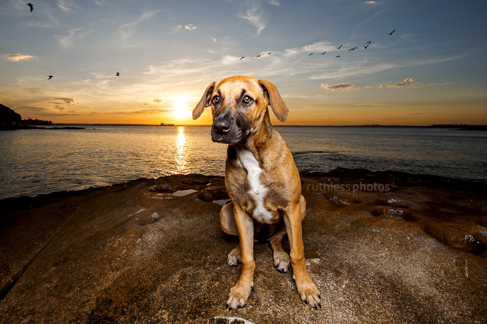 mixed breed tan puppy with black mask standing on rocks with sunset behind and birds in the sky wide angle with OCF dog photography