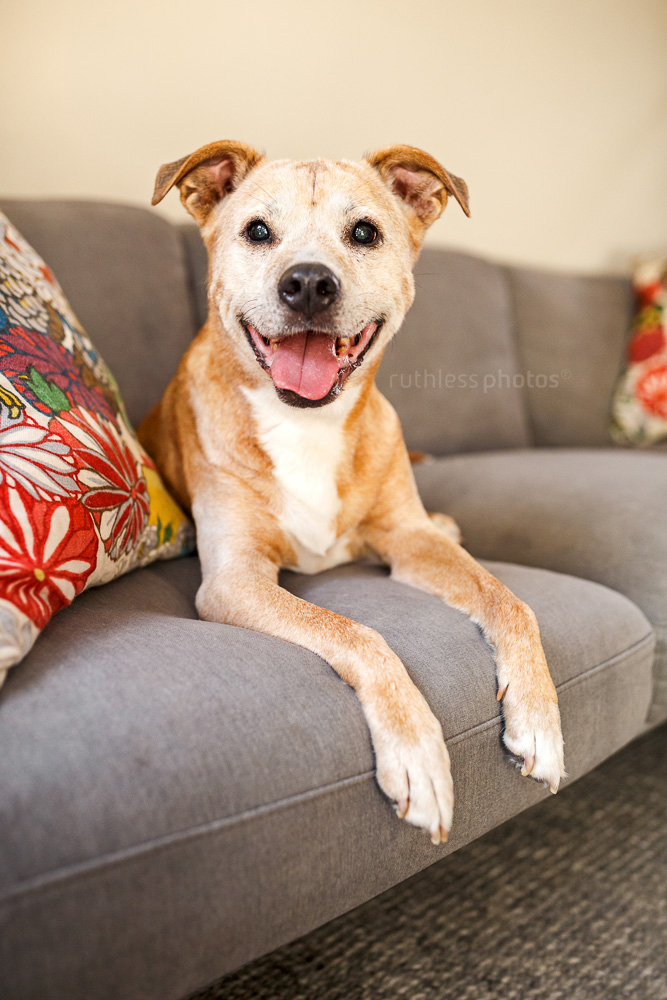 senior red dog on couch smiling very grey