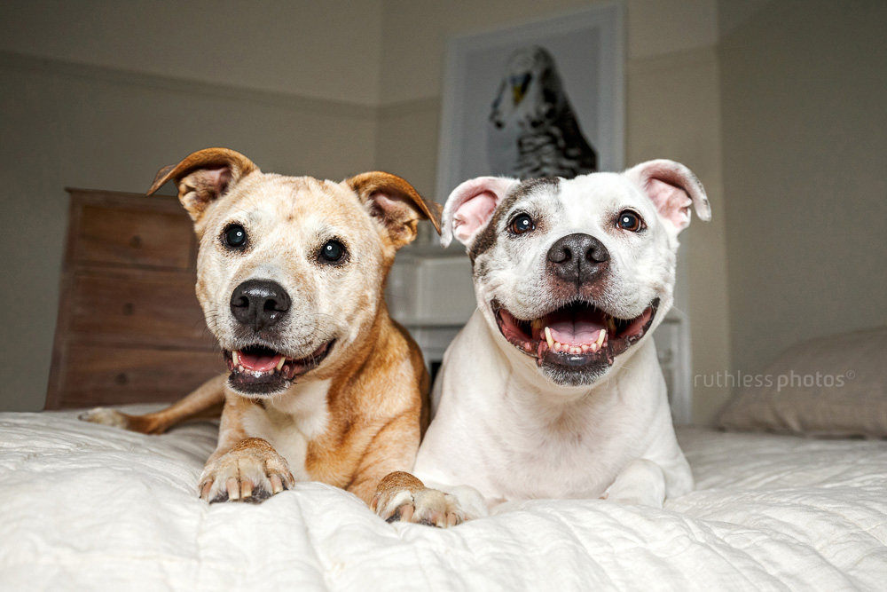two old dogs lying on bed together smiling