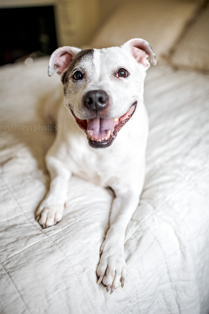 happy white staffy on owners bed