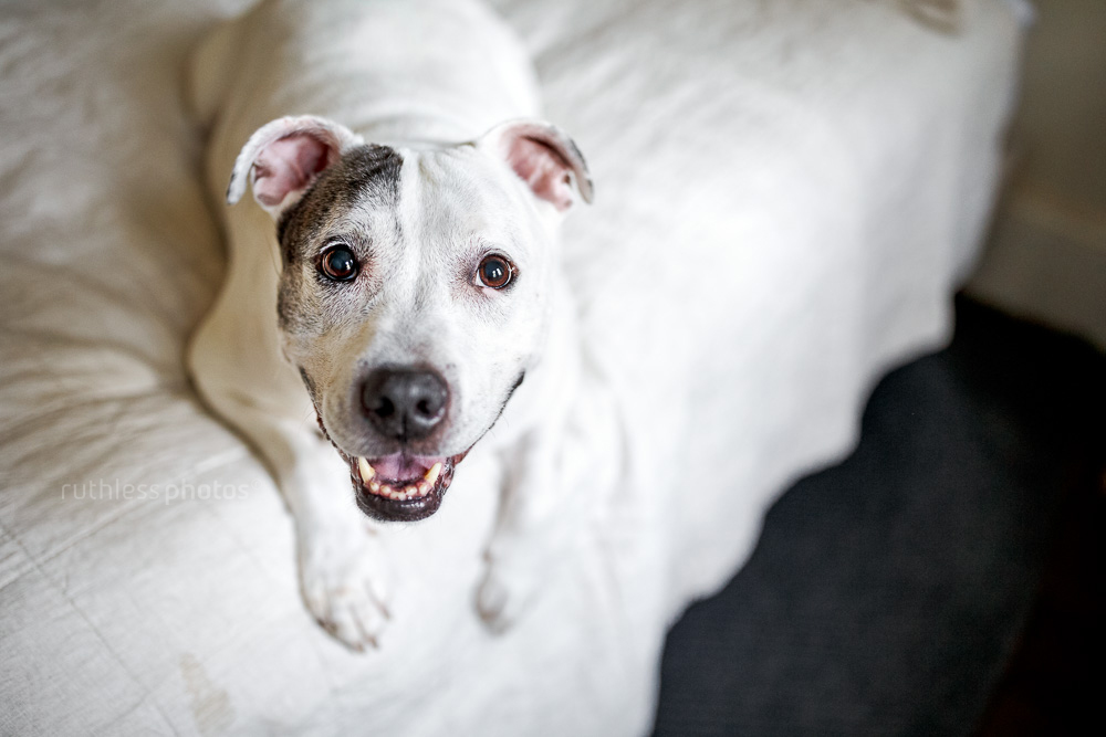 smiling white staffy on owners bed