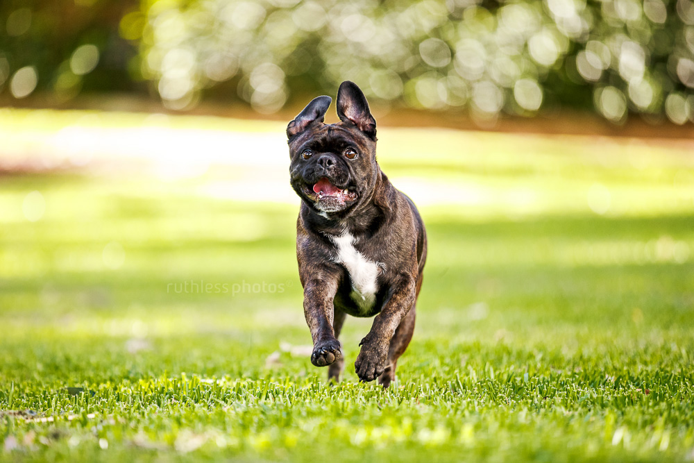 brindle pug mix running in park