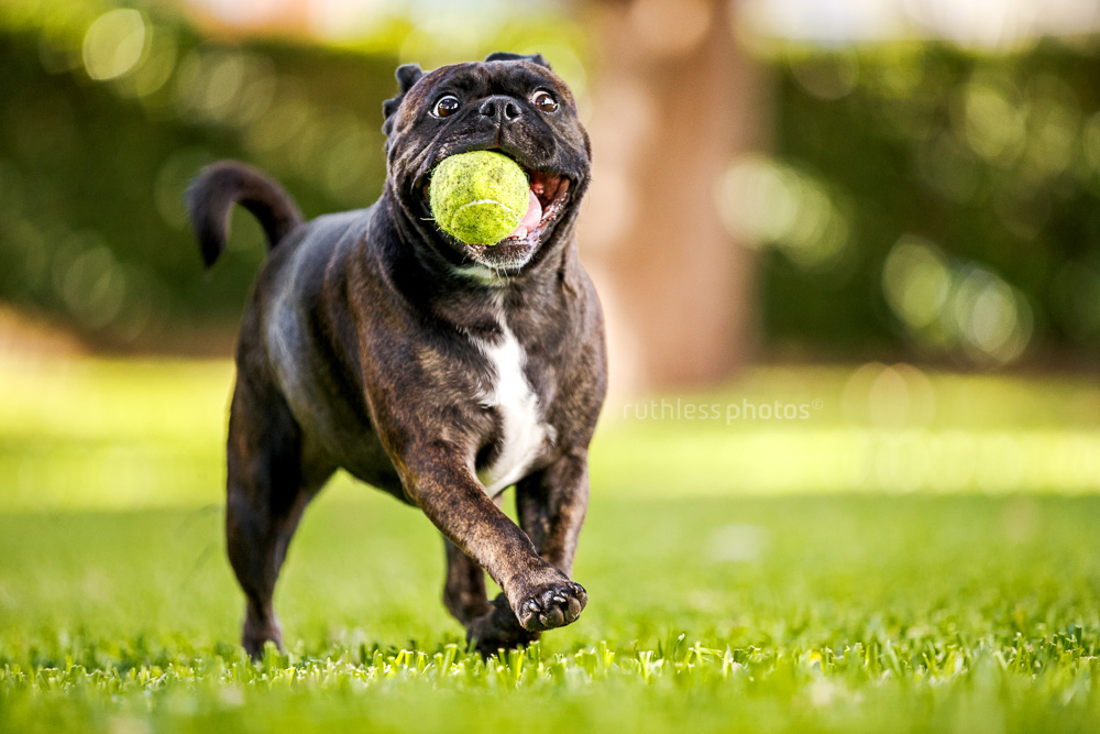 brindle pug mix running in park with tennis ball in mouth