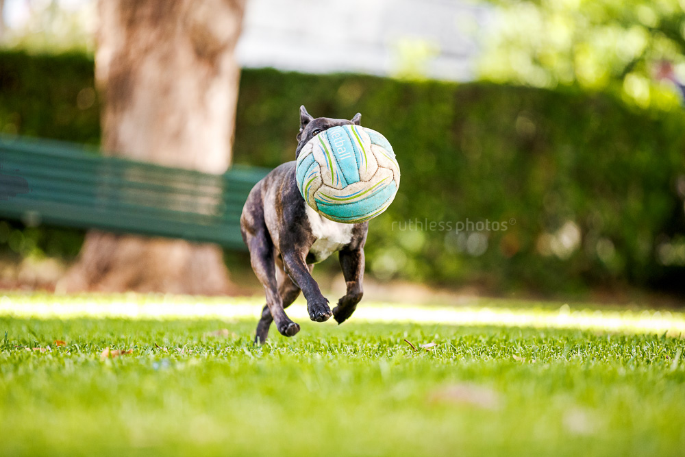 french bulldog running in park with ball as big as his head
