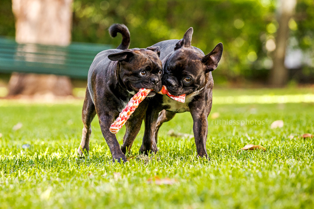 two black brindle dogs playing in park with tug toy