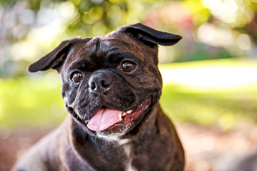funny looking pug mix dog smiling