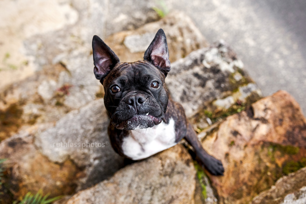 french bulldog looking up with a funny face and teef