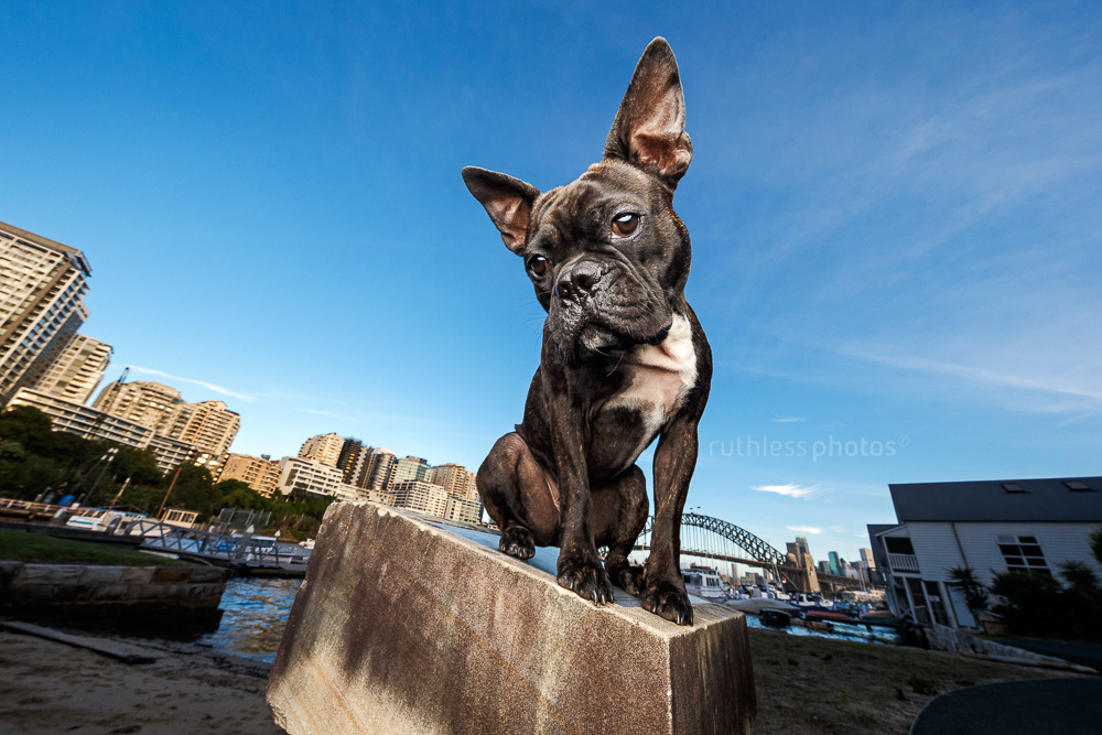 big eared dog sitting in front of Sydney Harbour Bridge