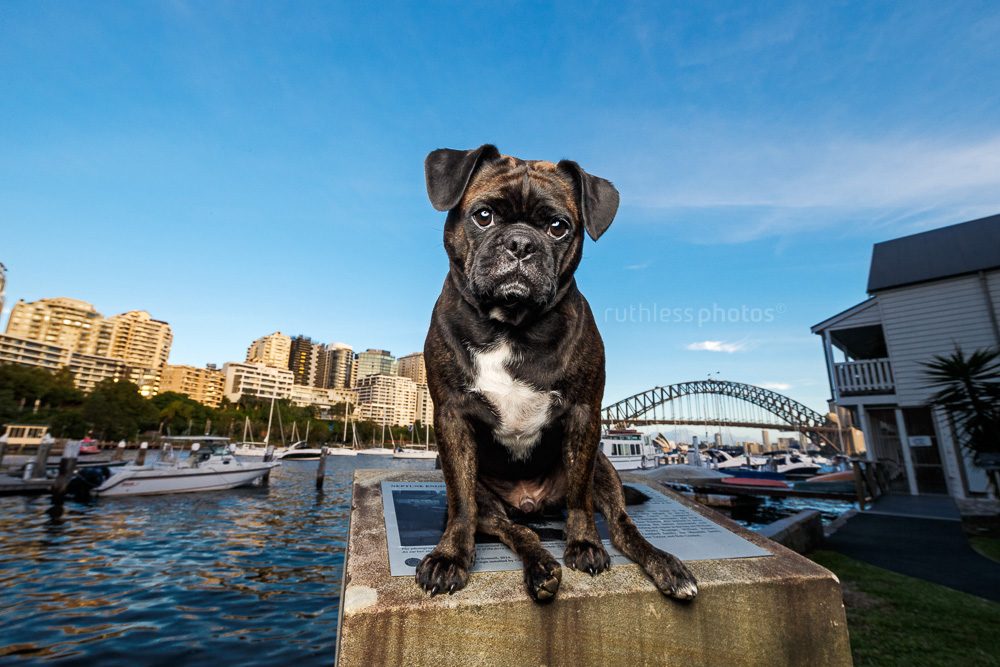 sad looking dog sitting in front of Sydney Harbour Bridge